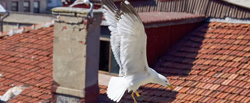 Residential Chimney Animal Removal Solution in Prunedale, CA